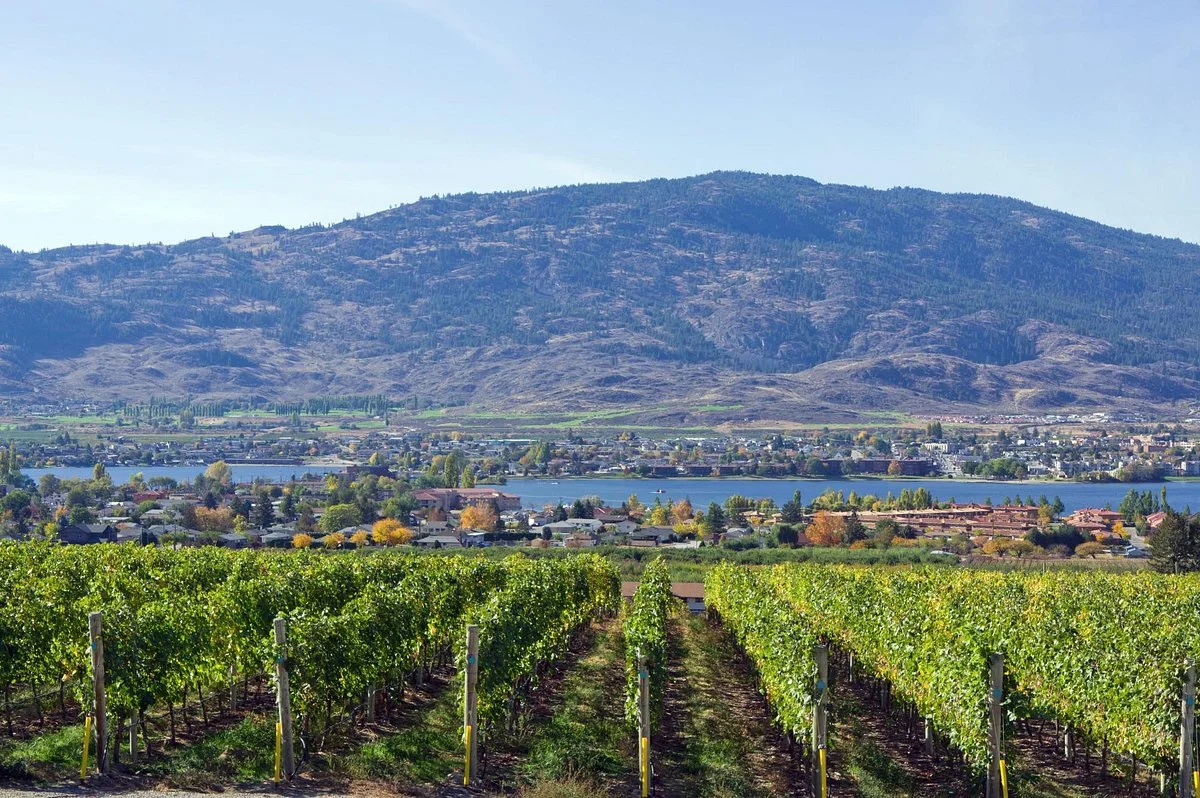 Moon Curser Vineyards