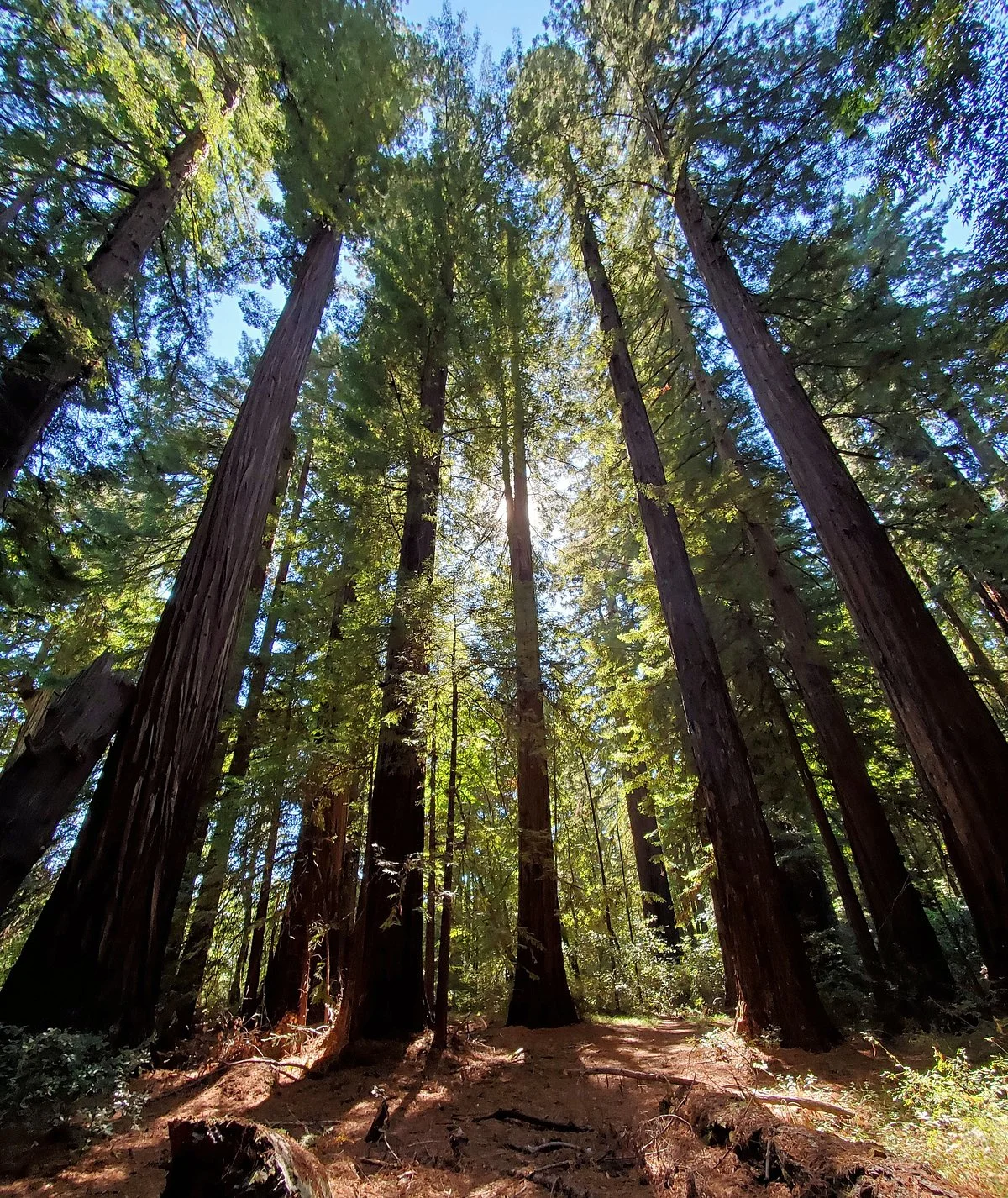 Richardson Grove State Park