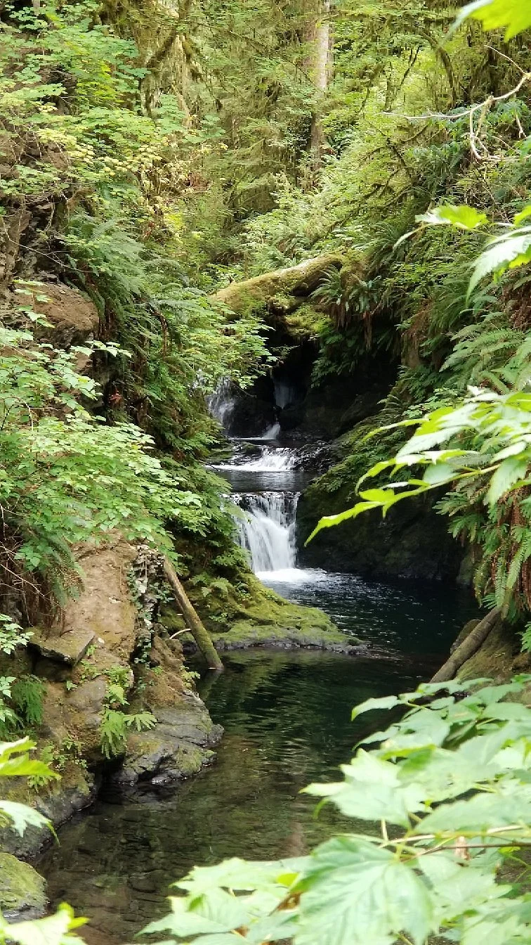 Rain Forest Nature Trail