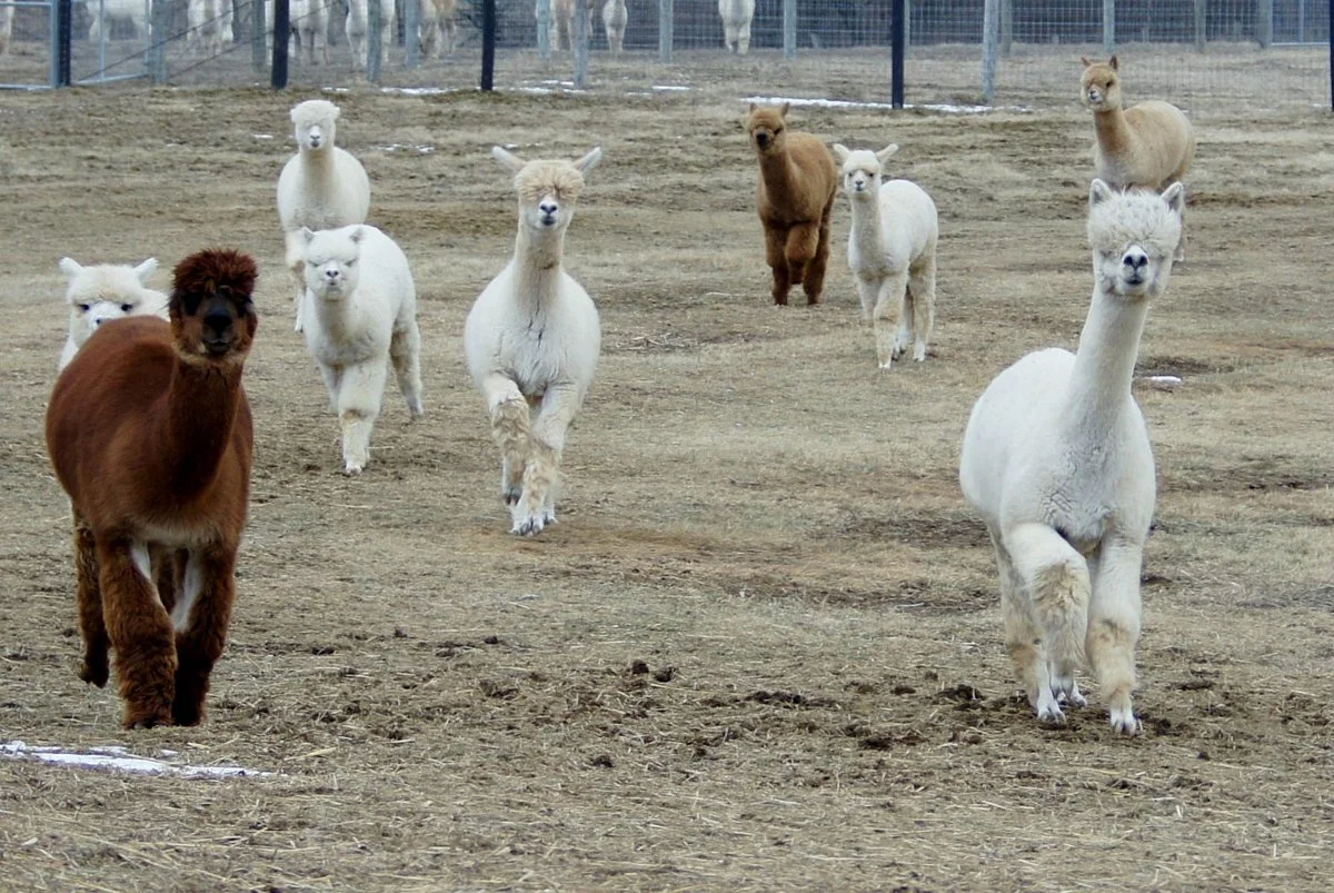 Long Acres Alpaca Farm