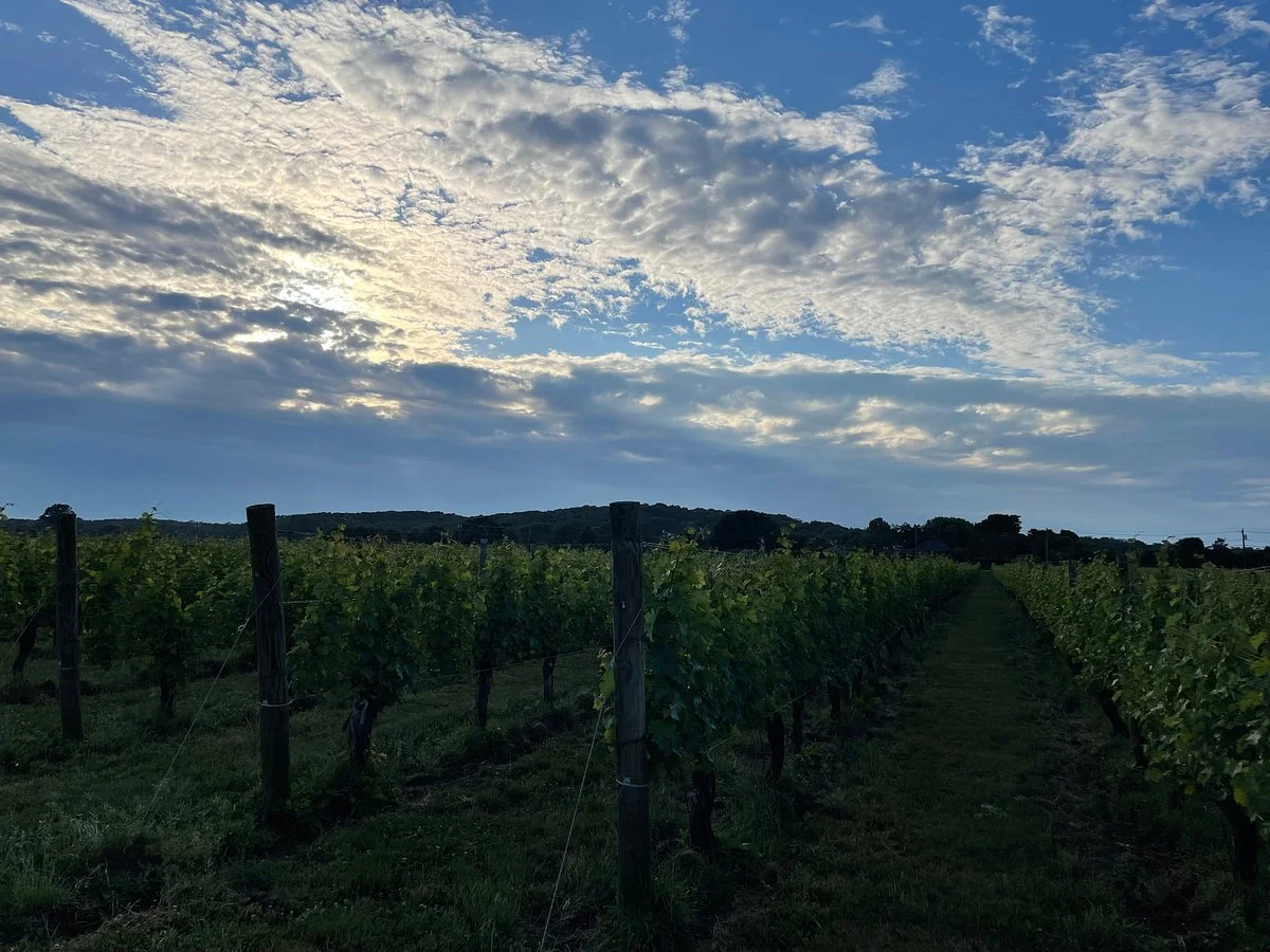 Roanoke Vineyards