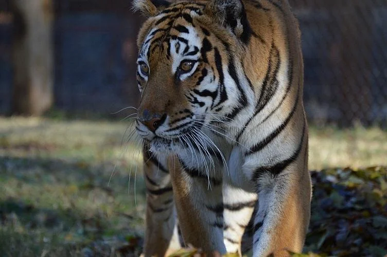 Amarillo Zoo
