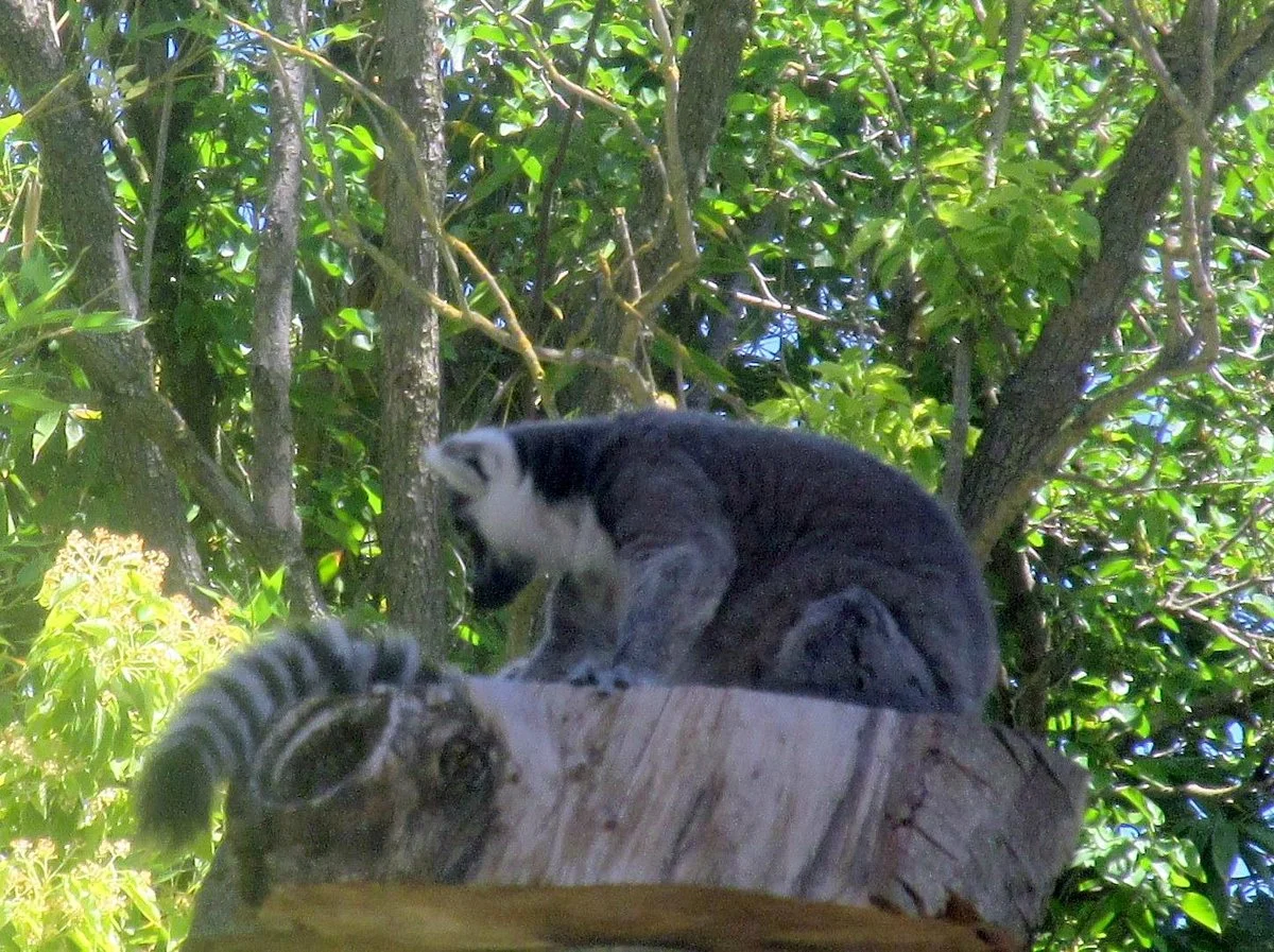 Micke Grove Zoo