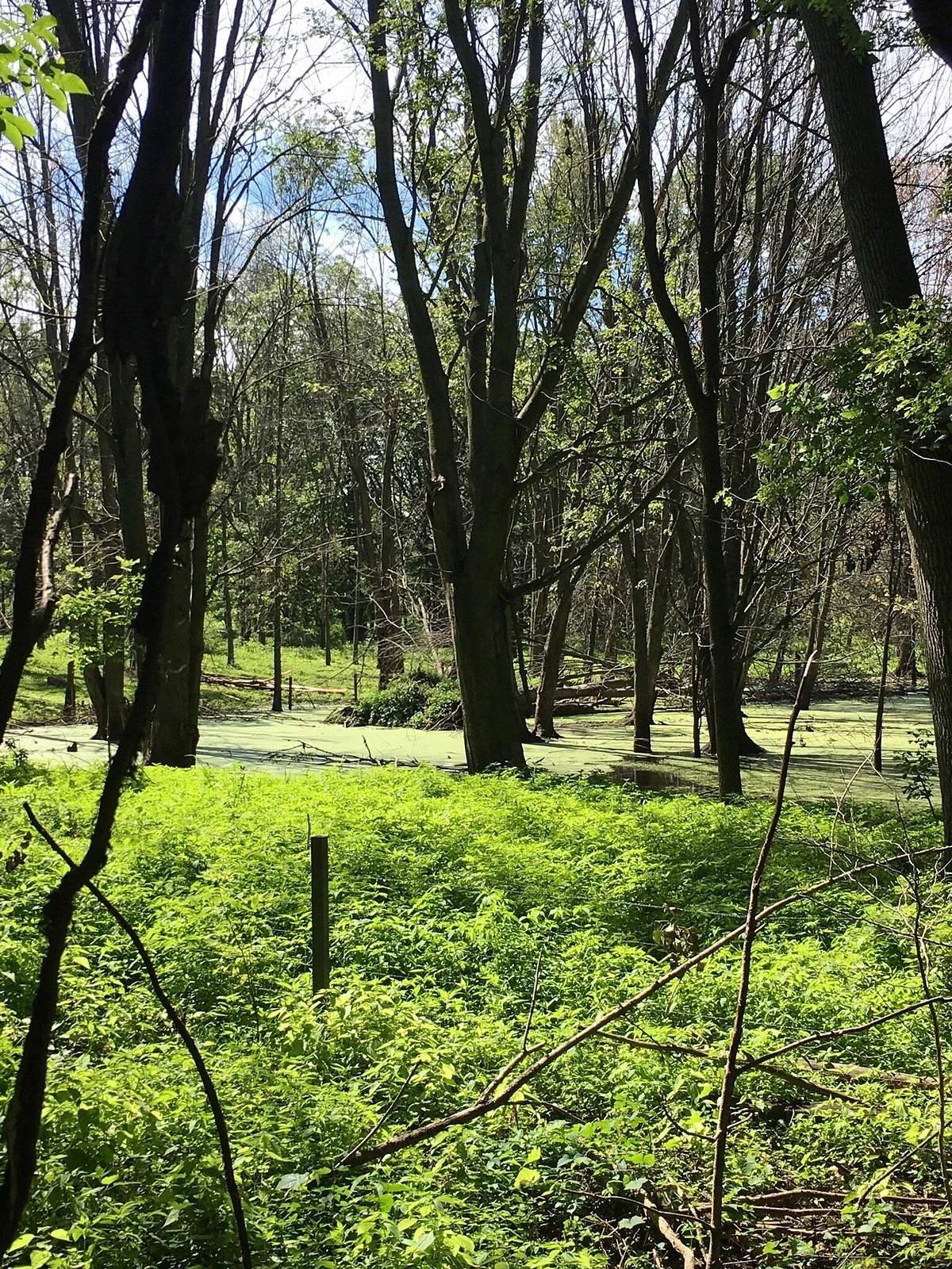 Pumpkinvine Nature Trail