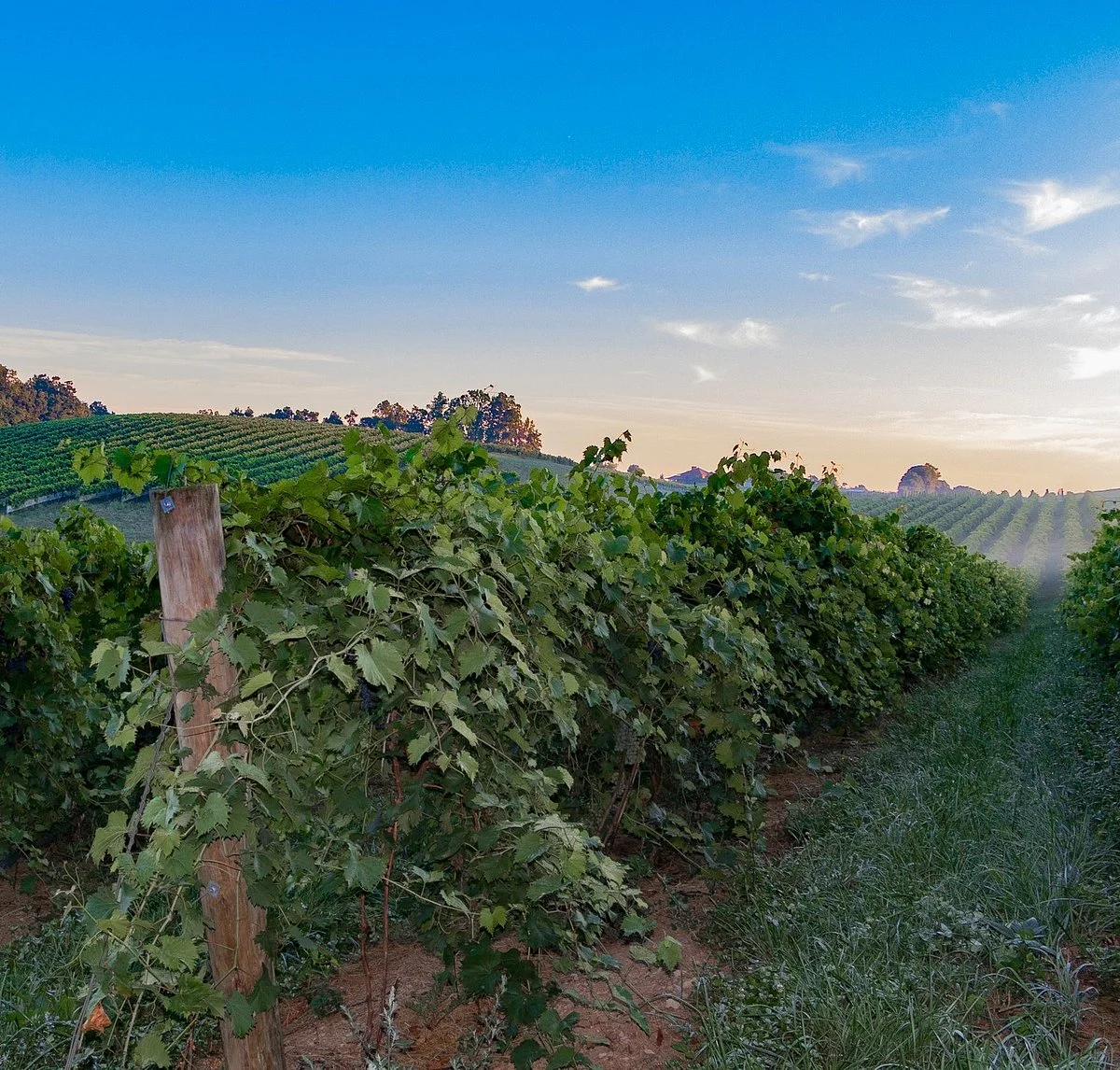 Linganore Winecellars