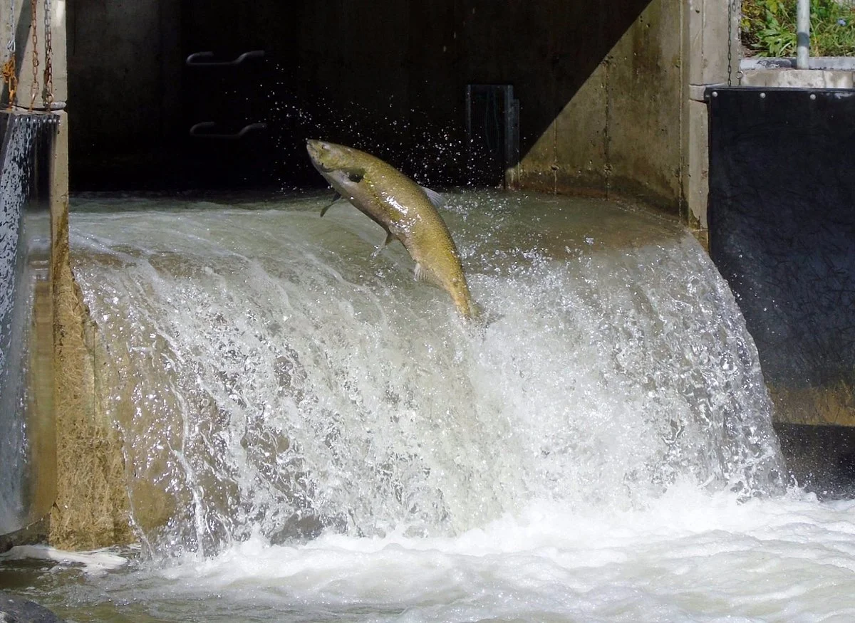 Bowmanville Creek Valley & Fish Ladder