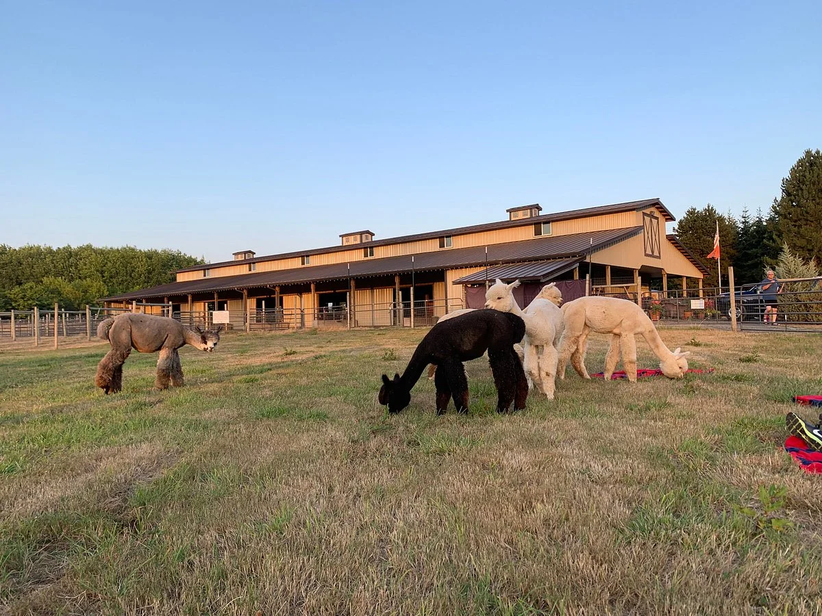 Alpacas at Marquam Hill Ranch