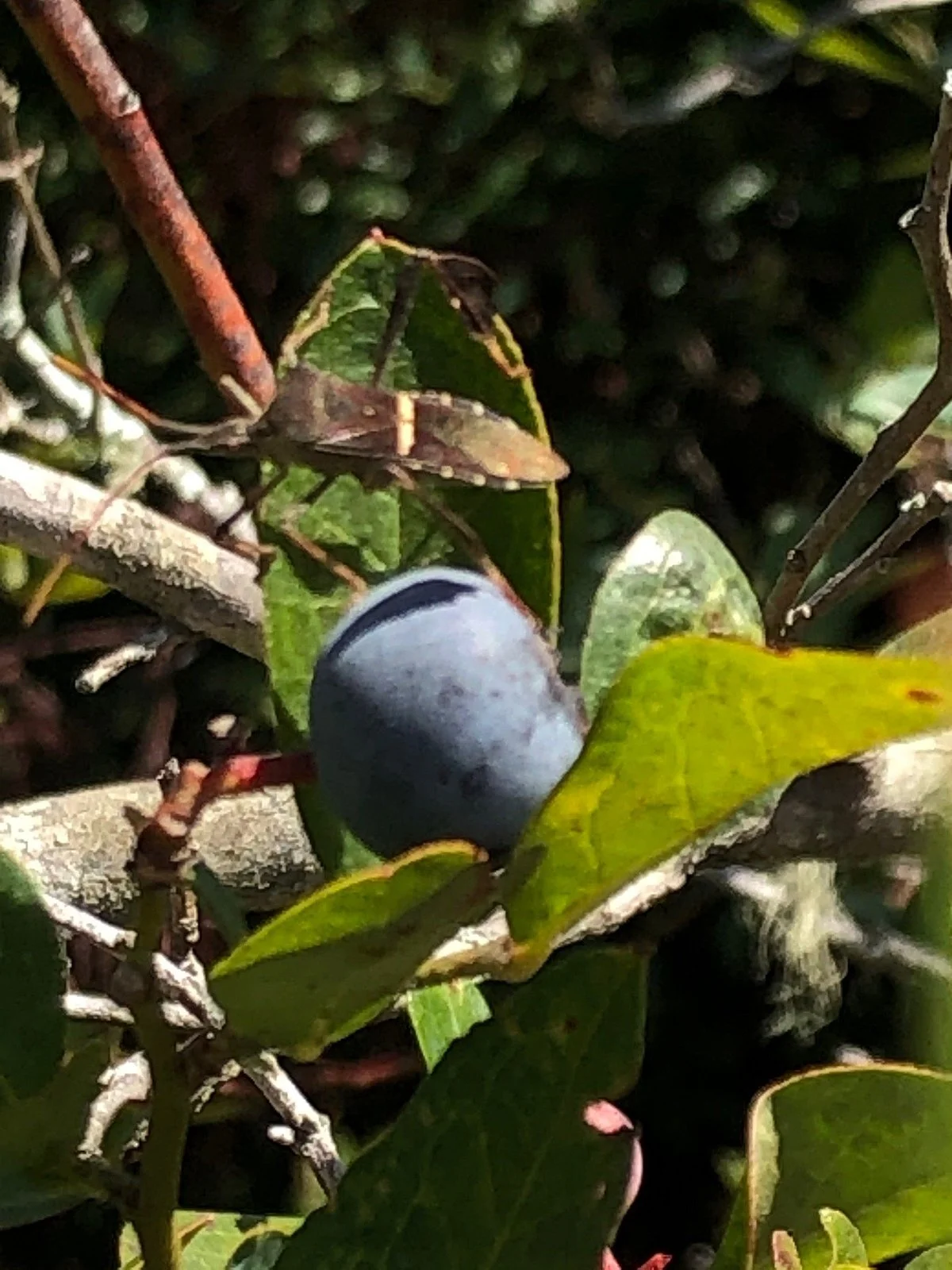 Moorhead's Blueberry Farm