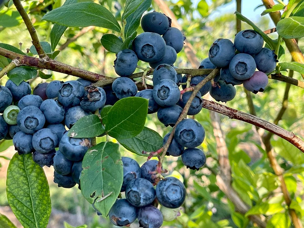Persimmon Hill Farm