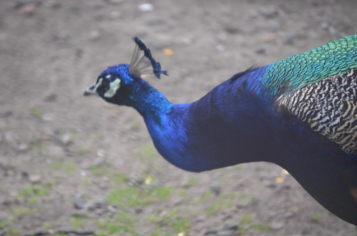 Wisconsin Rapids Municipal Zoo