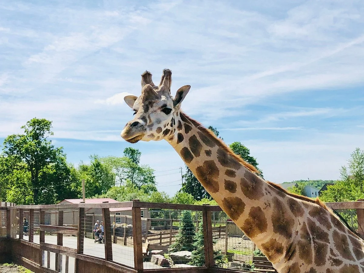 Animal Adventure Park