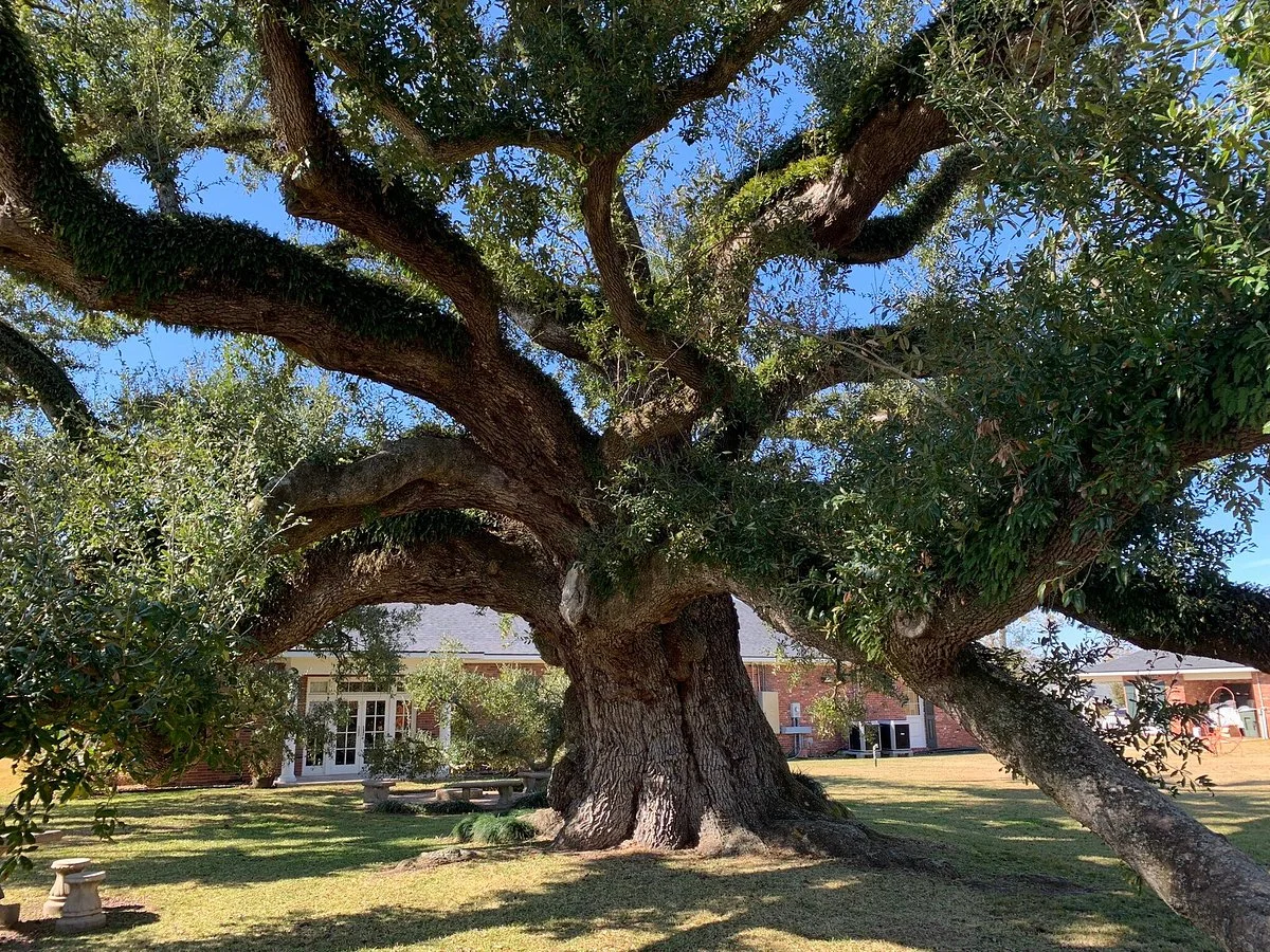 Imperial Calcasieu Museum