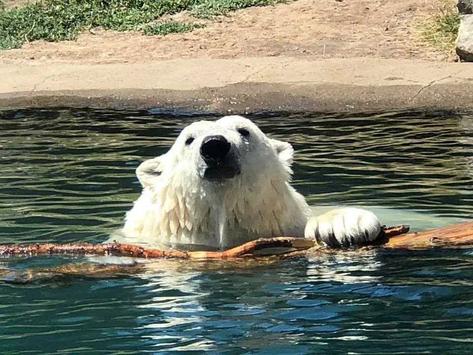 The Buffalo Zoo