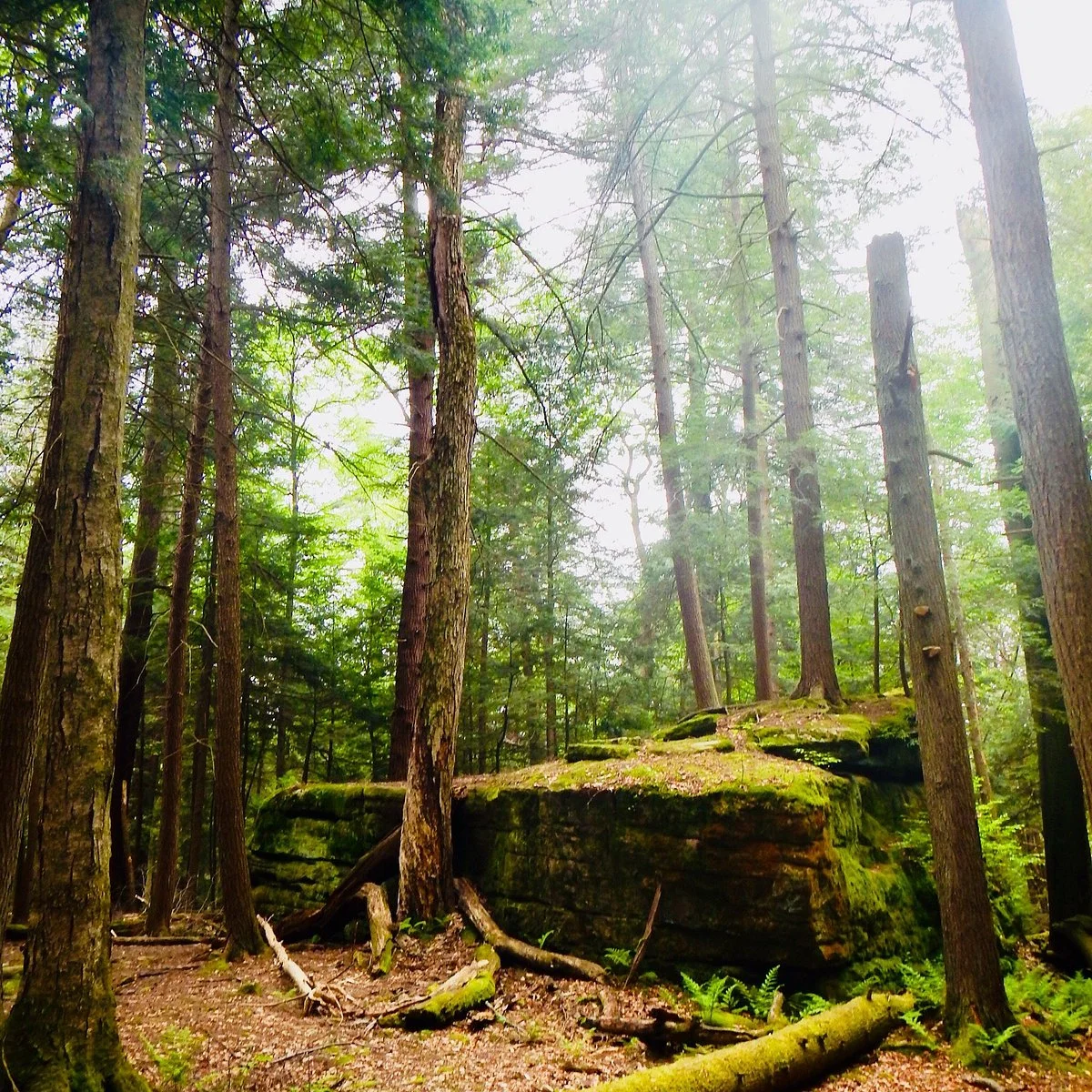 Cook Forest State Park