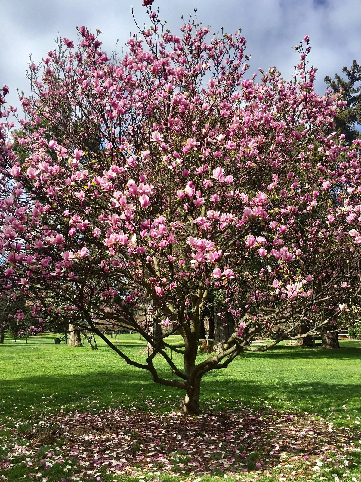 Cuesta Park