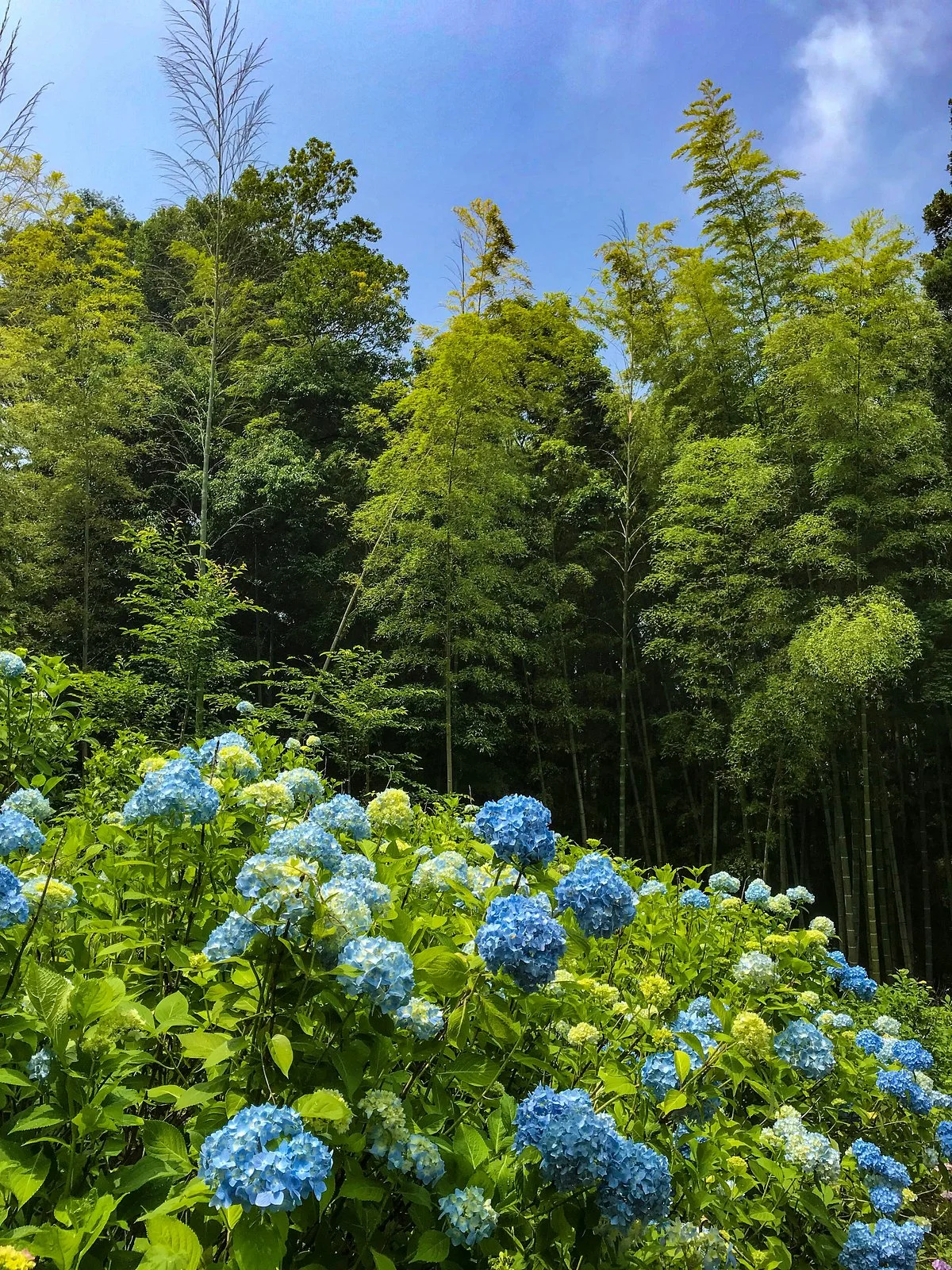 Kurobanejoshi Park