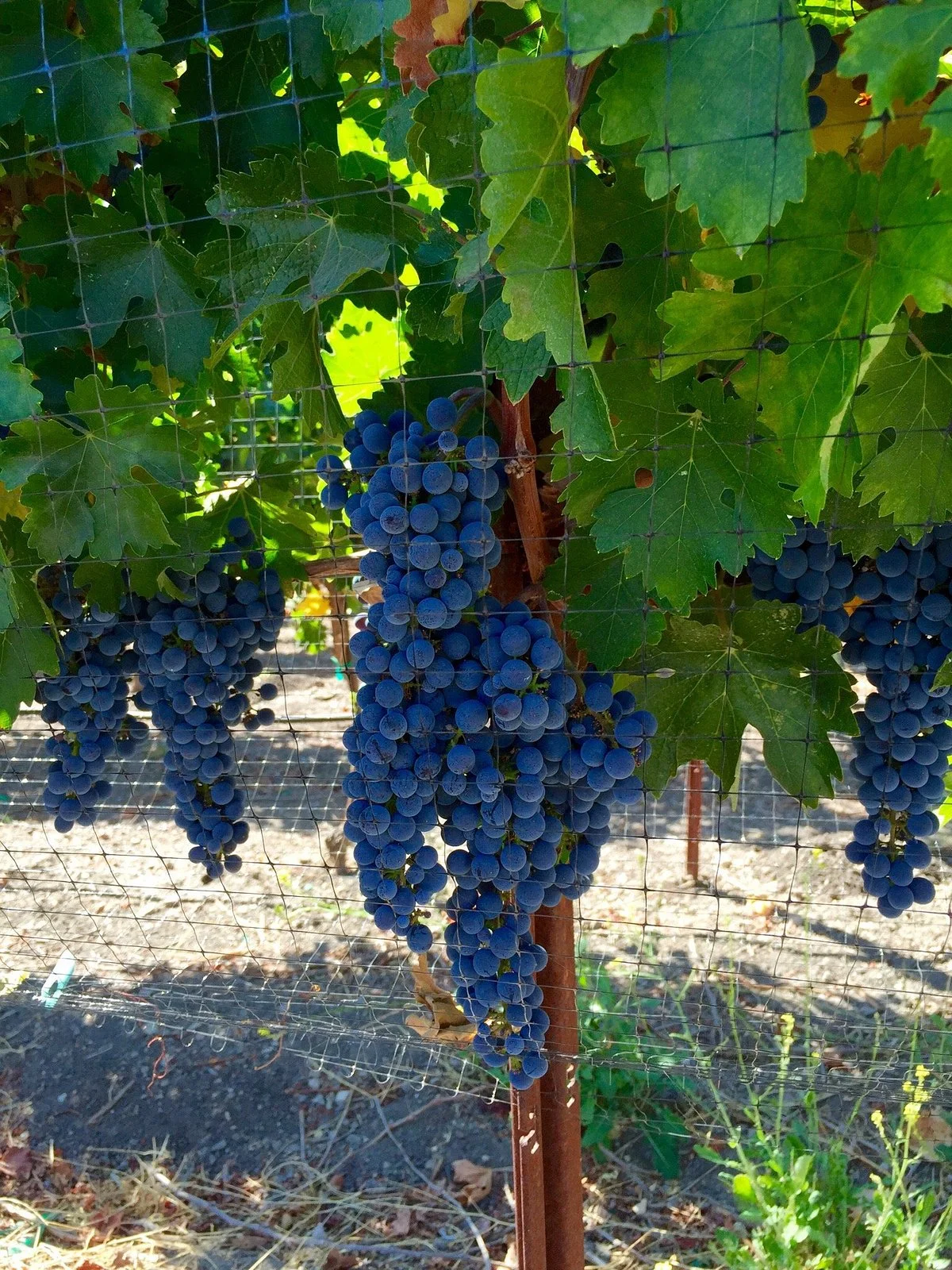J Dusi Winery