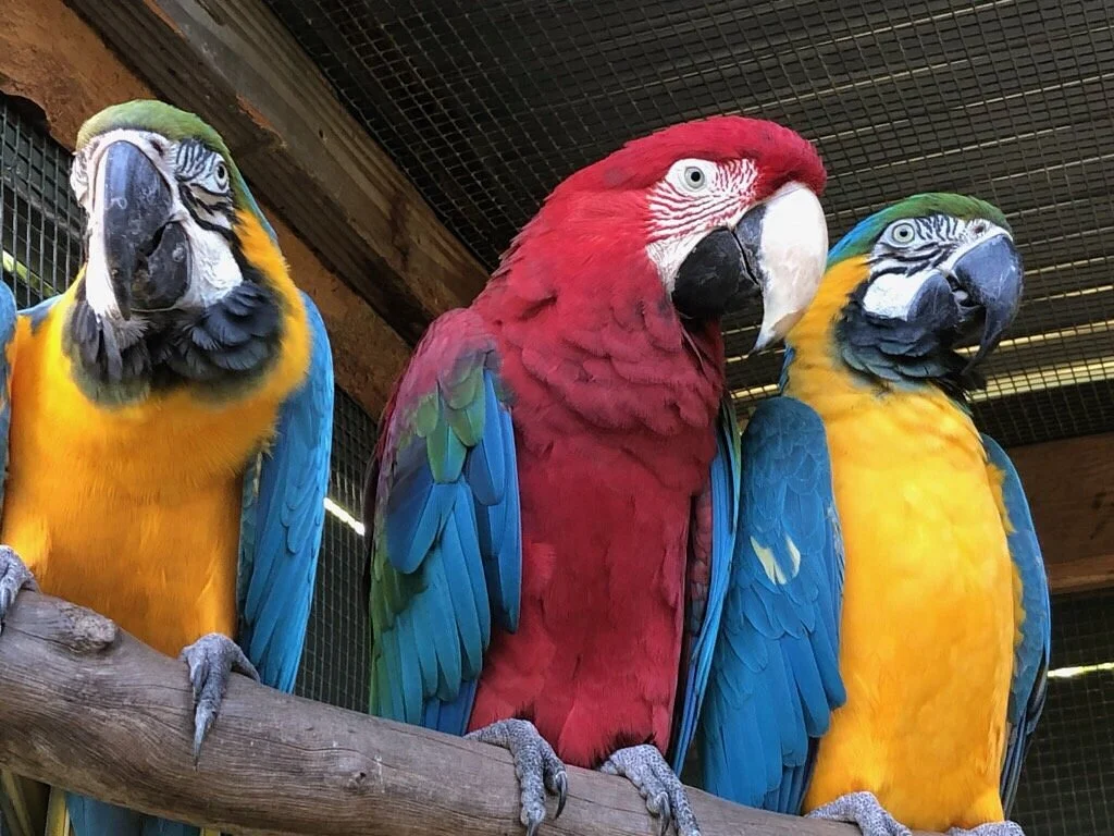 Parrots in Paradise Sanctuary