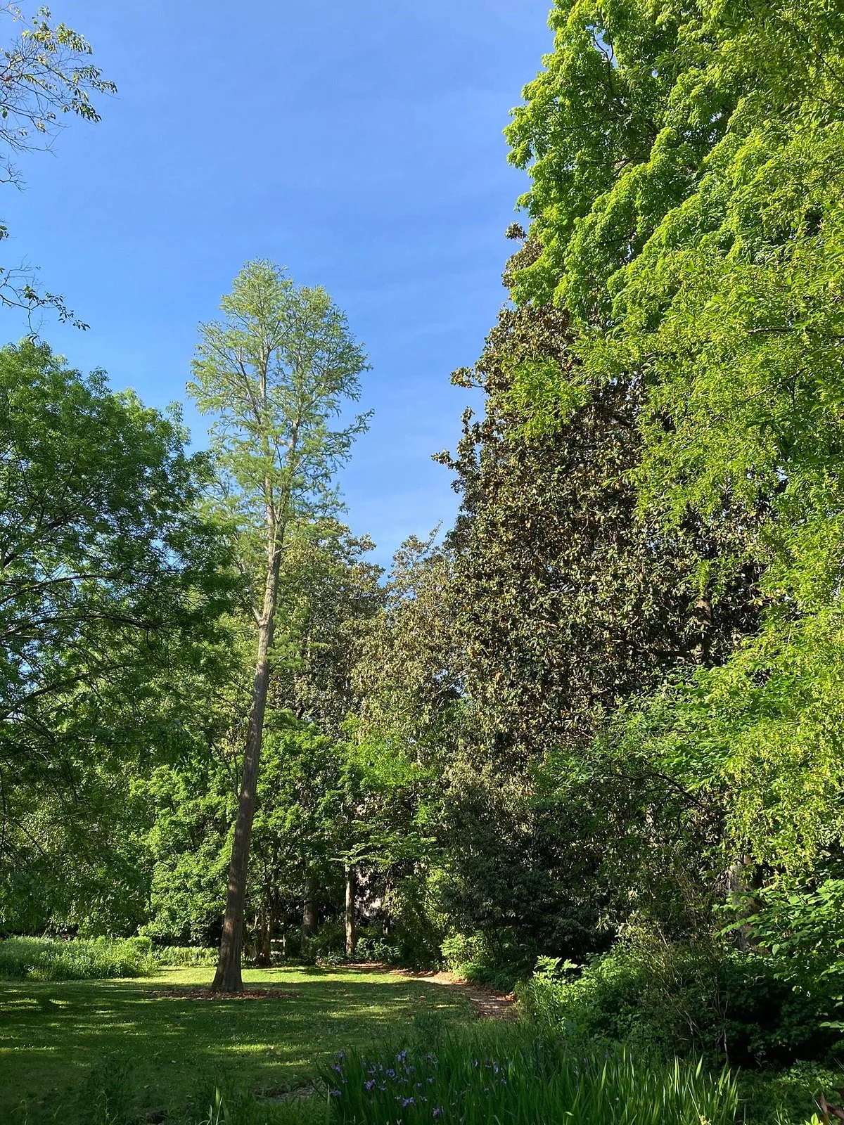 Coker Arboretum
