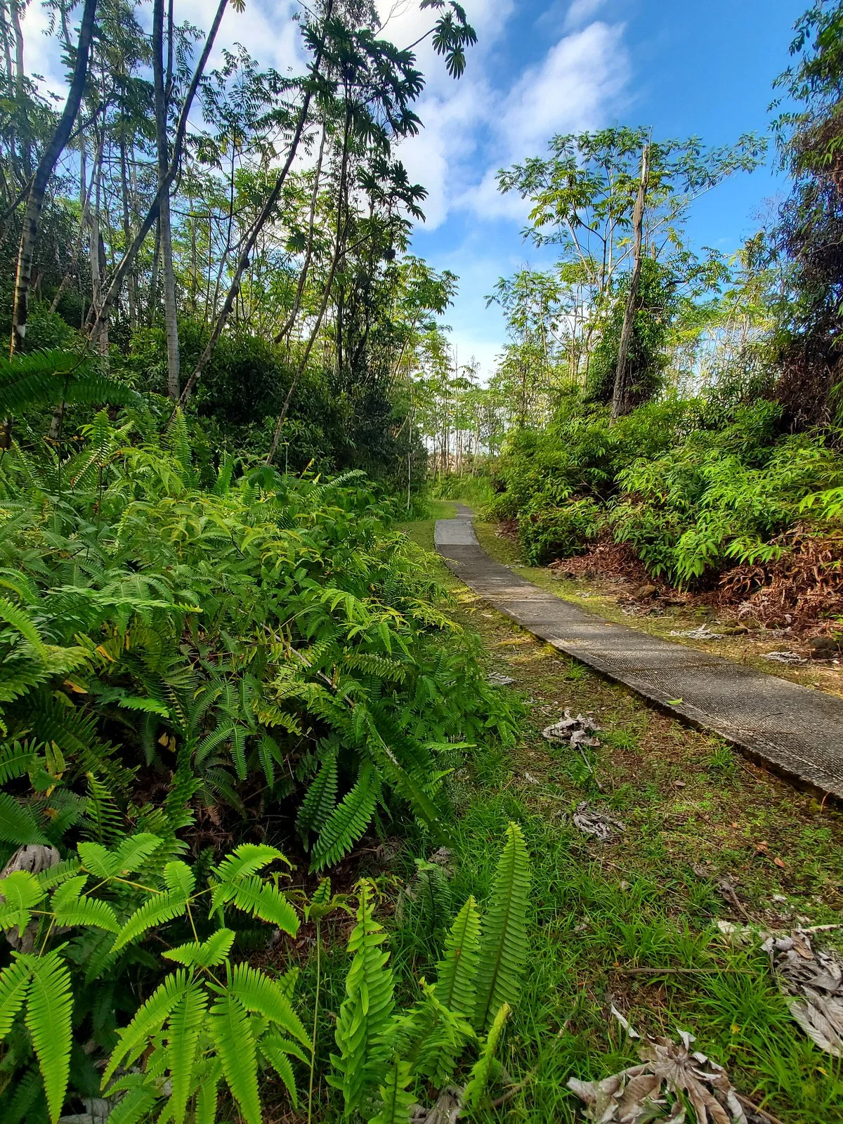 Lava Tree State Park