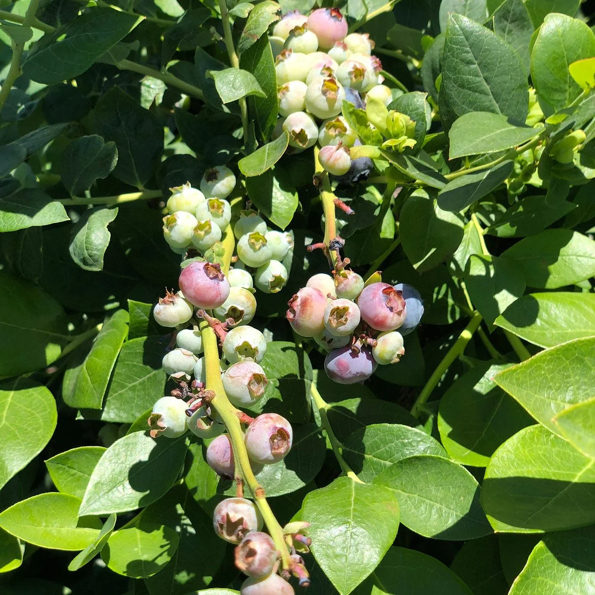 Temecula Berry Company