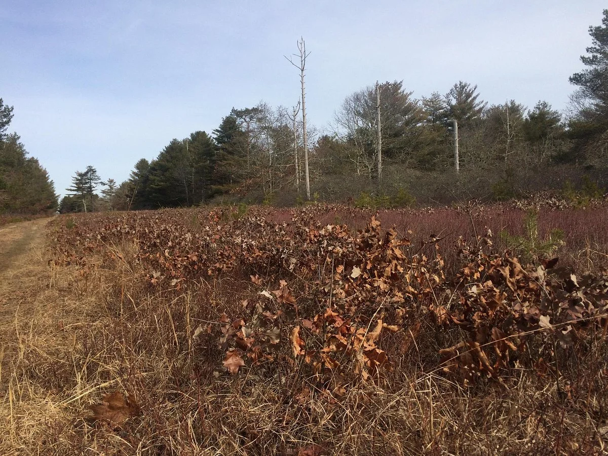 Manuel F. Correllus State Forest