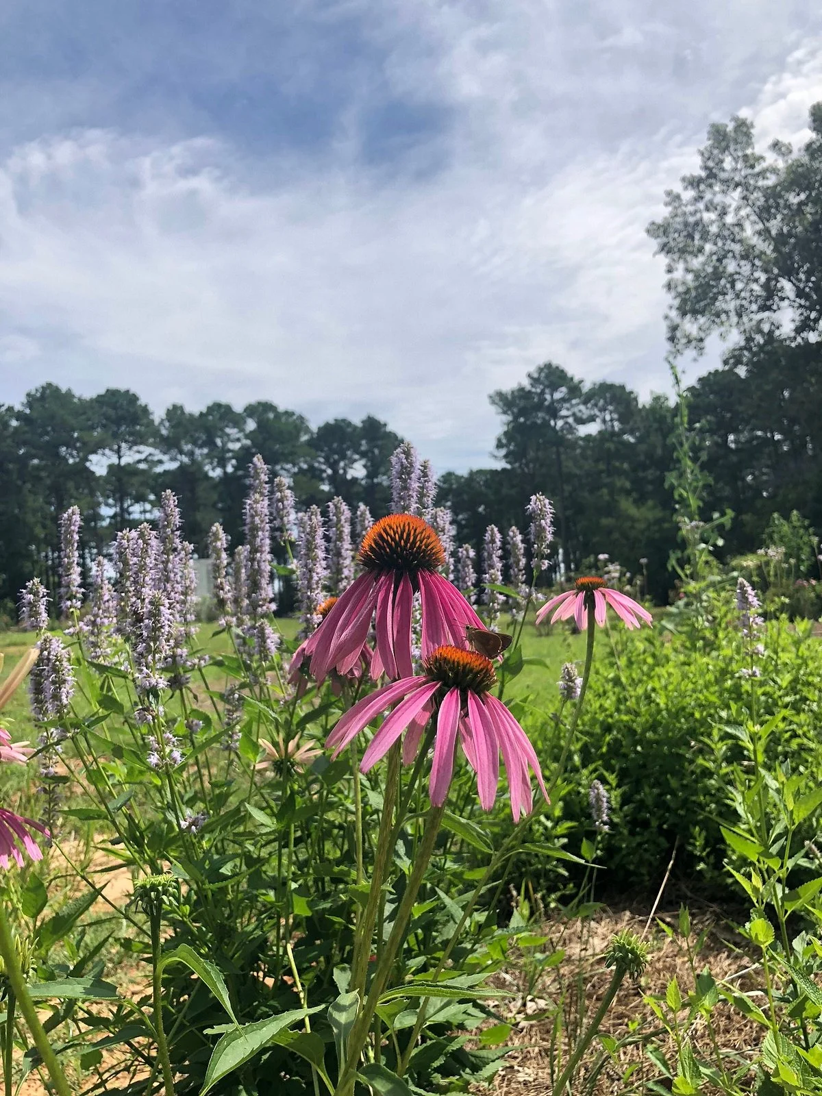 Gardens of the American Rose Center