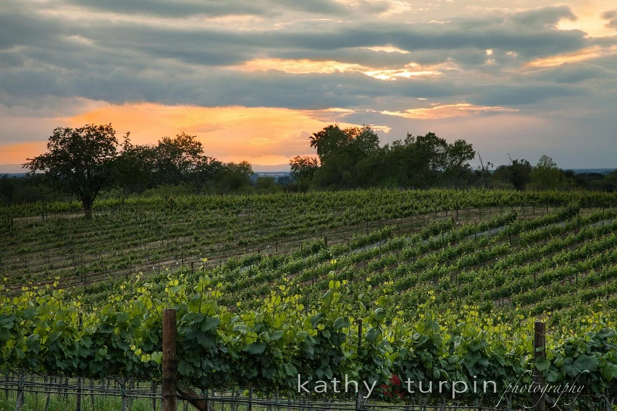 Wise Villa Winery