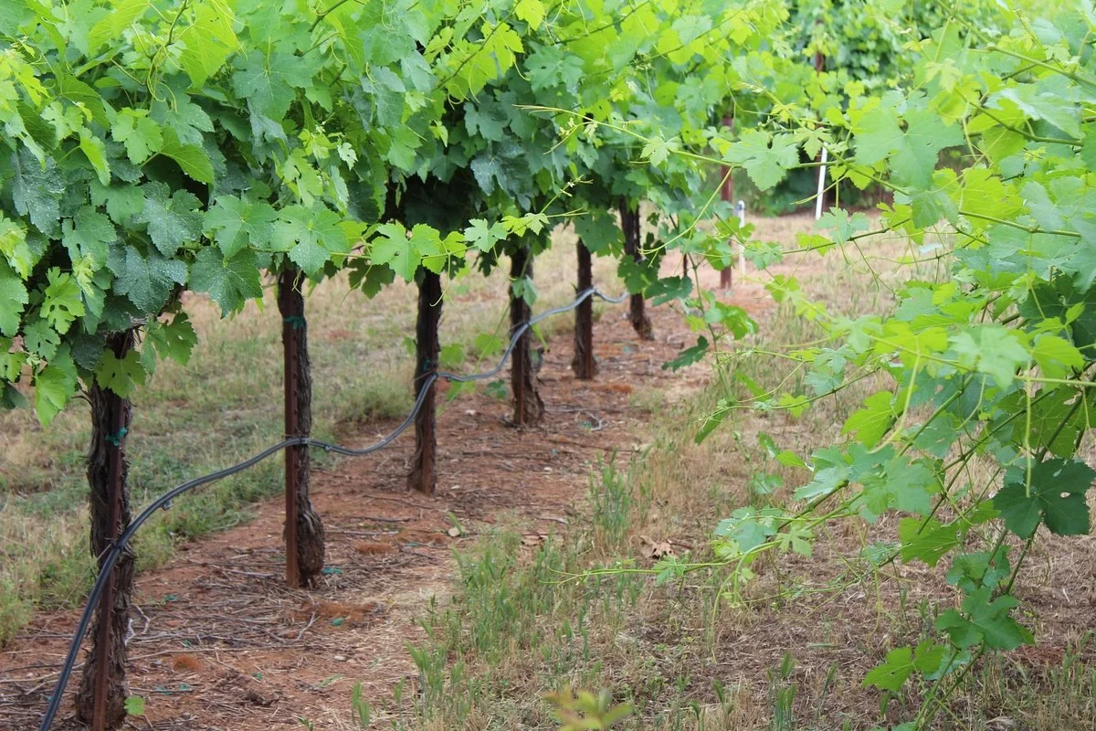 Jeff Runquist Wines