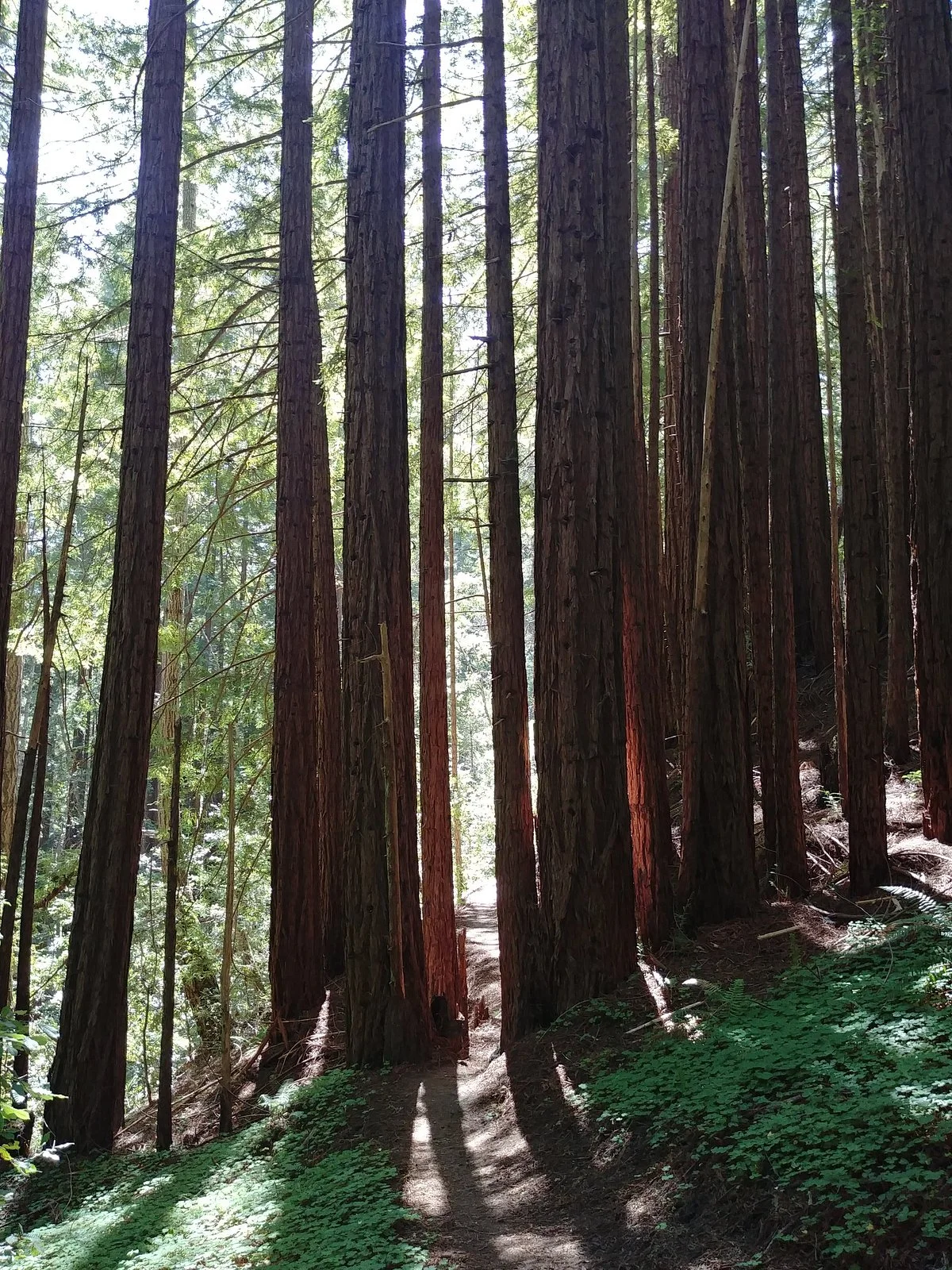 Butano State Park