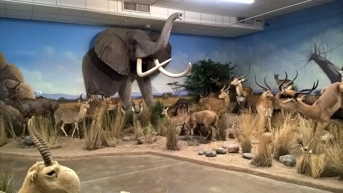 Northeastern Nevada Museum