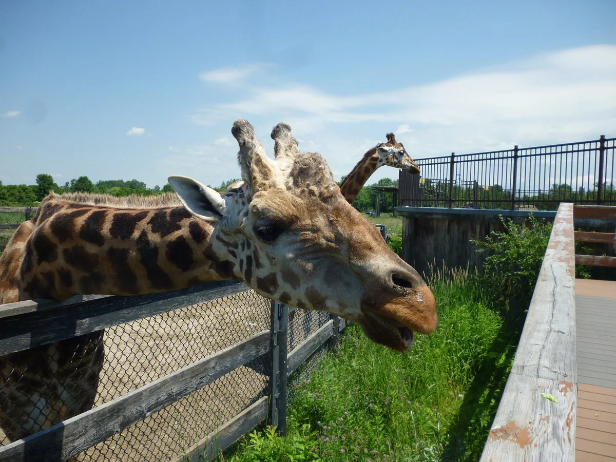 Parc Safari
