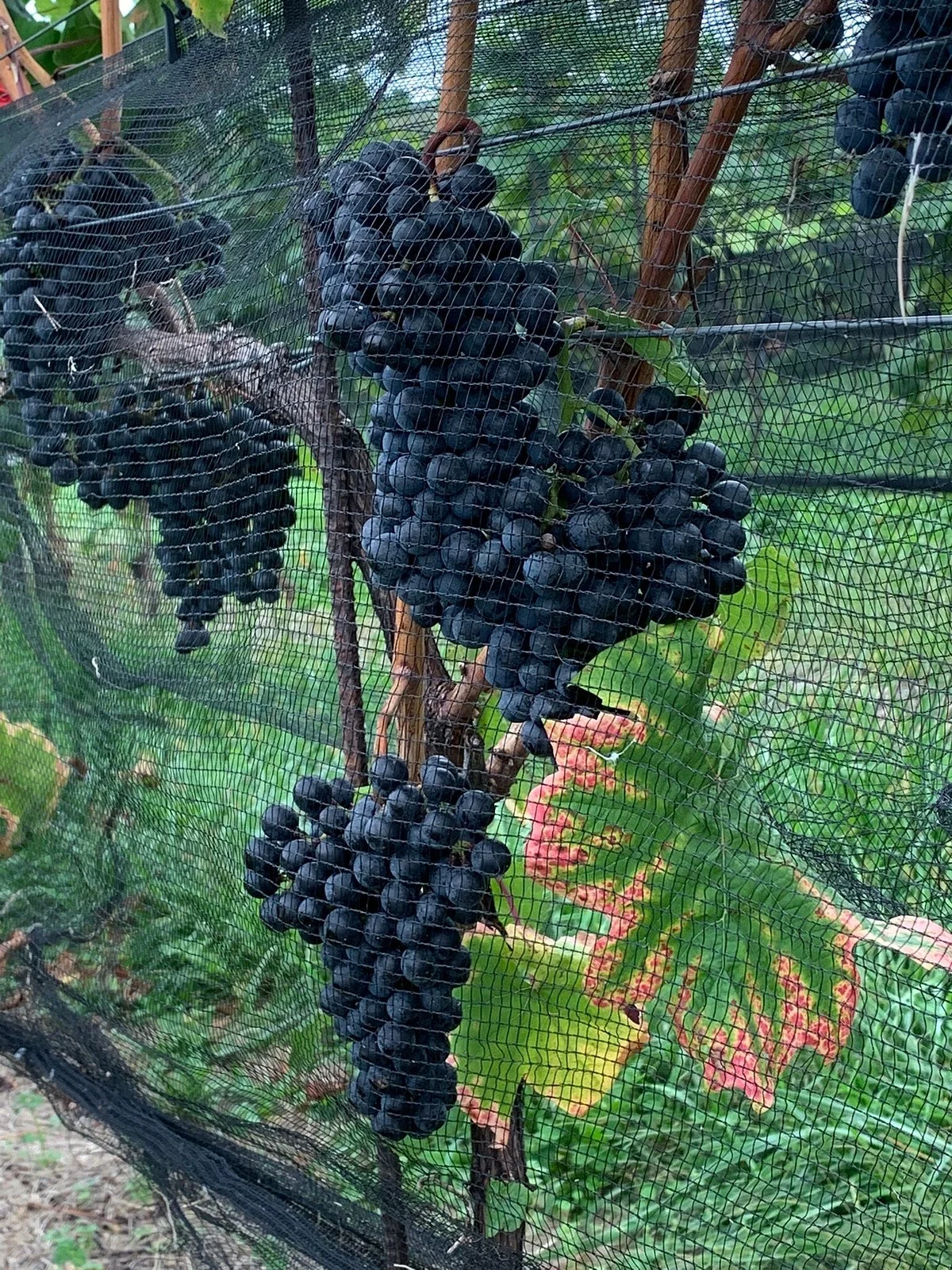 Setter Ridge Vineyards