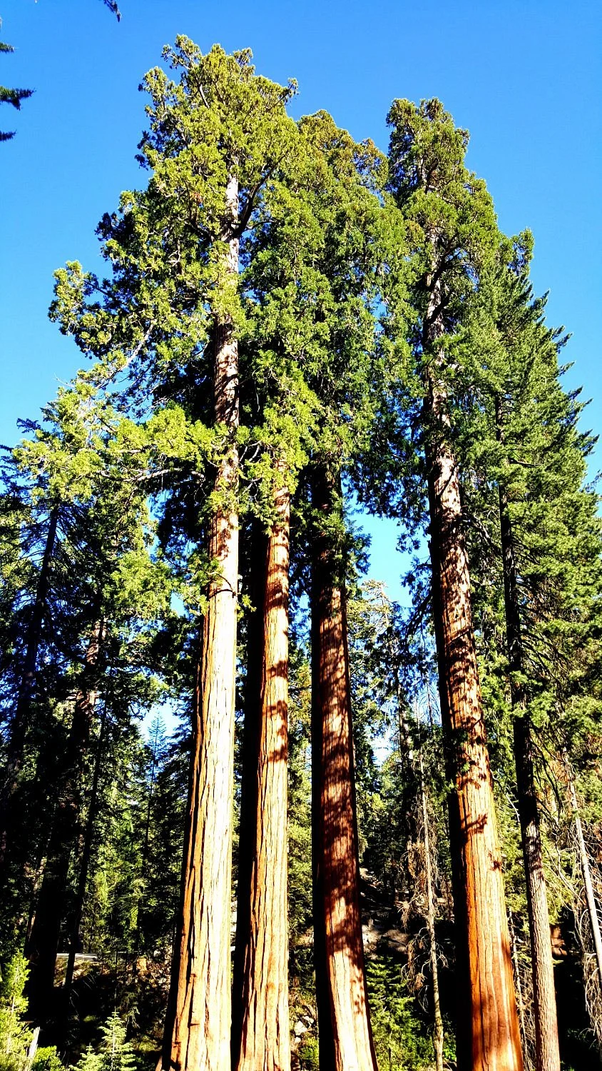 Sierra National Forest