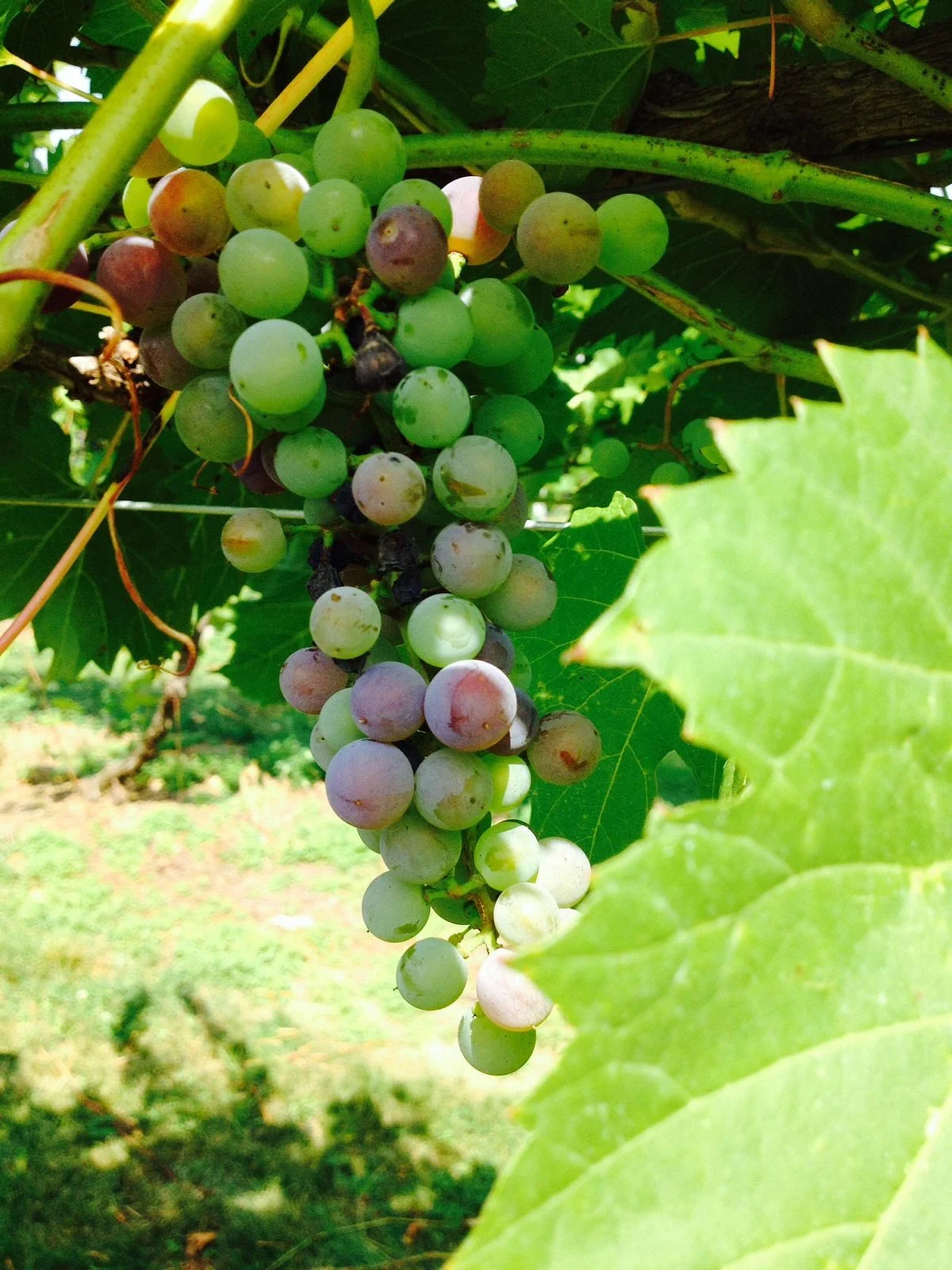 Wild Mountain Winery