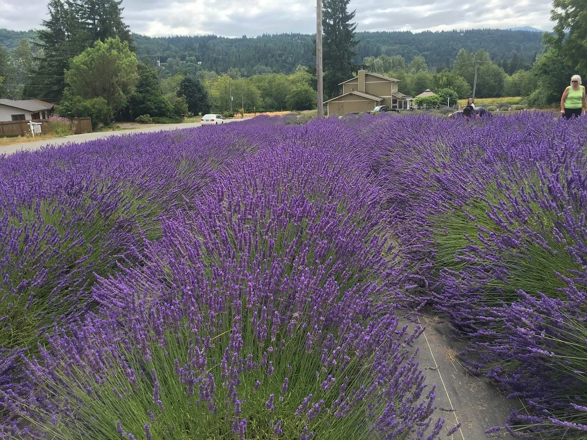 Snofalls Lavender Farm