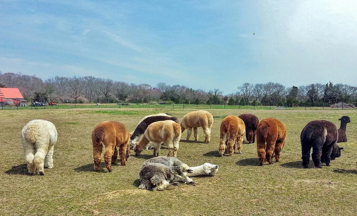 Bay Springs Farm Alpacas