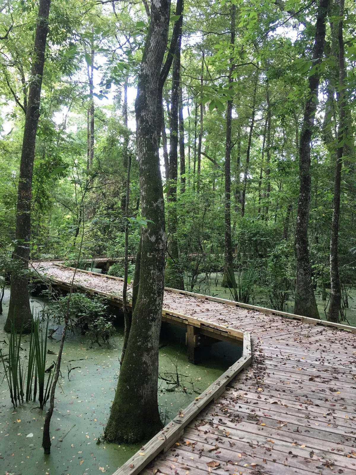 LSU AgCenter Botanic Gardens