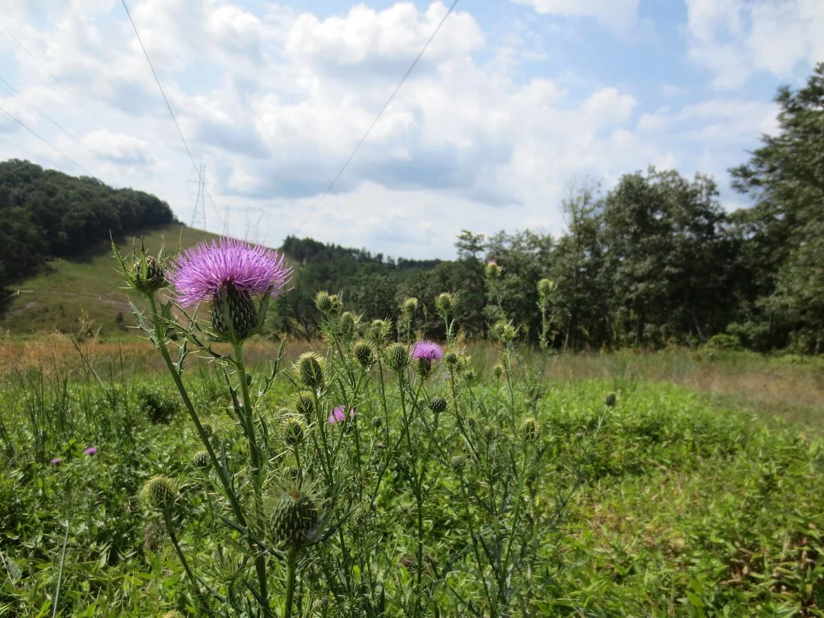 Soldier's Delight Natural Environment Area