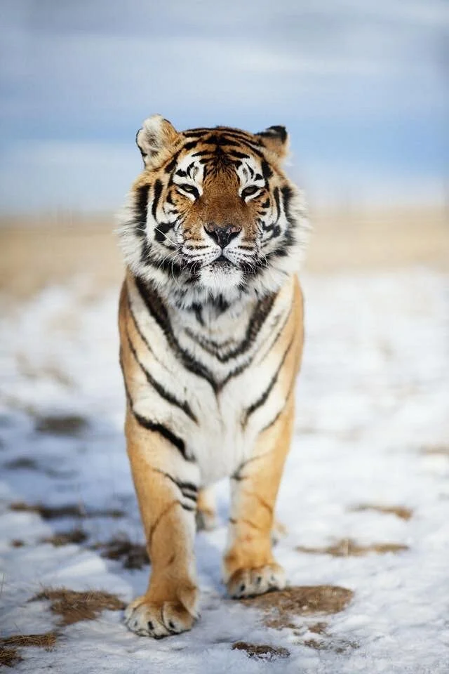 Wild Animal Sanctuary