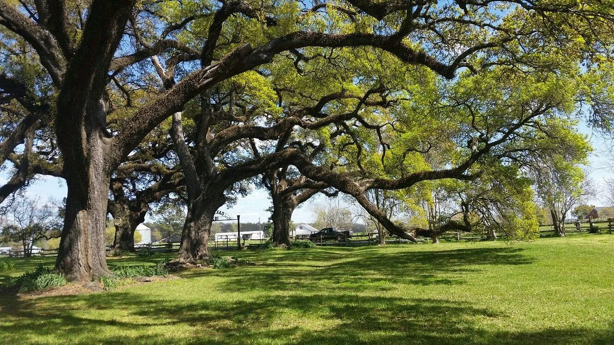 Cane River National Heritage Trail
