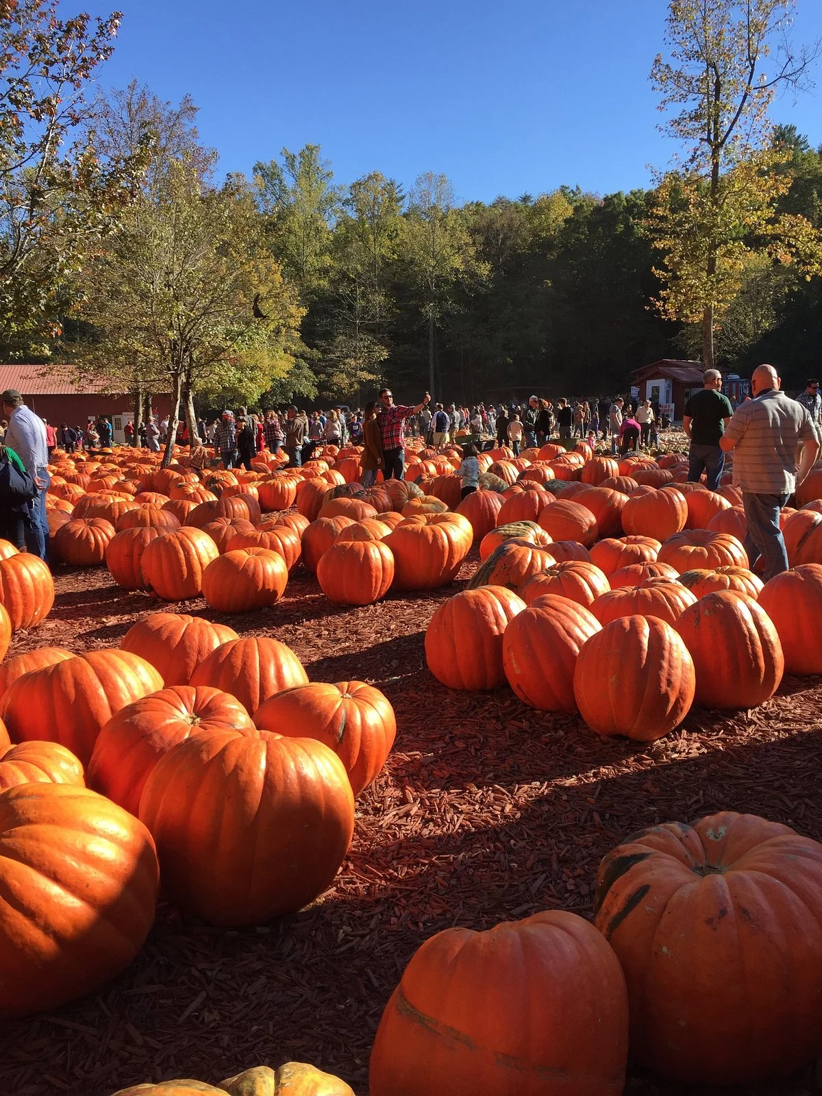 Burt's Farm
