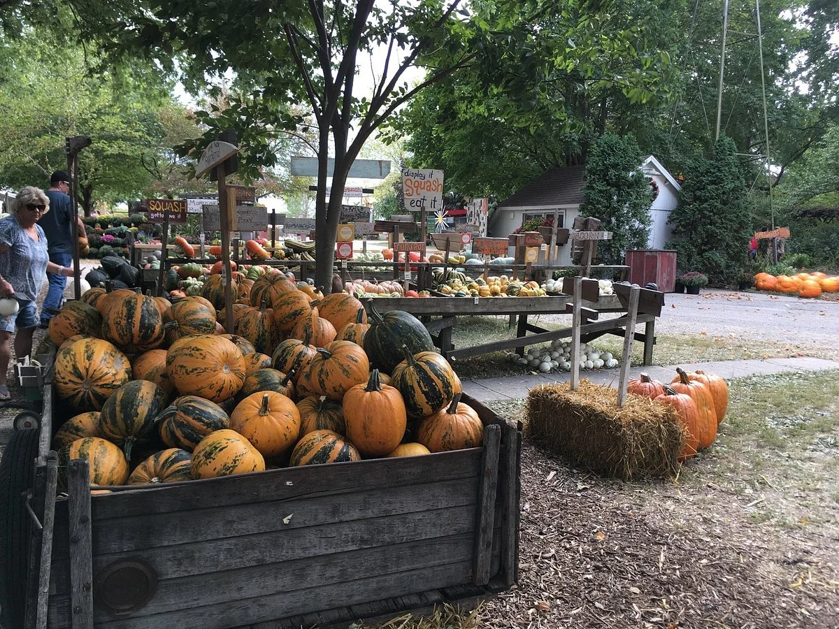 The Great Pumpkin Patch