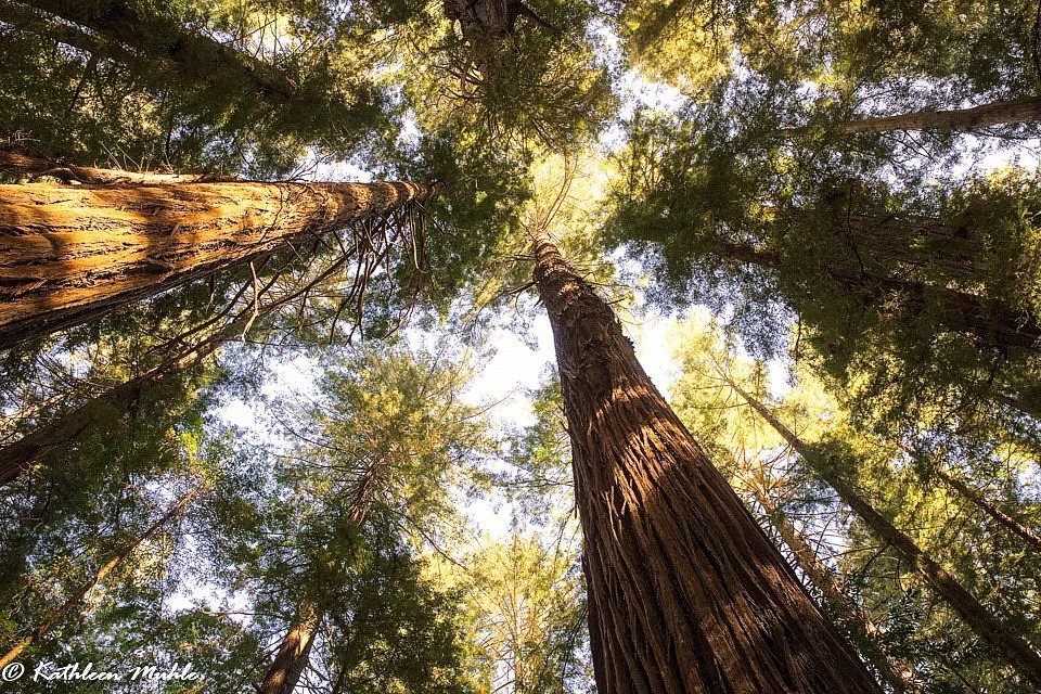 Hendy Woods State Park