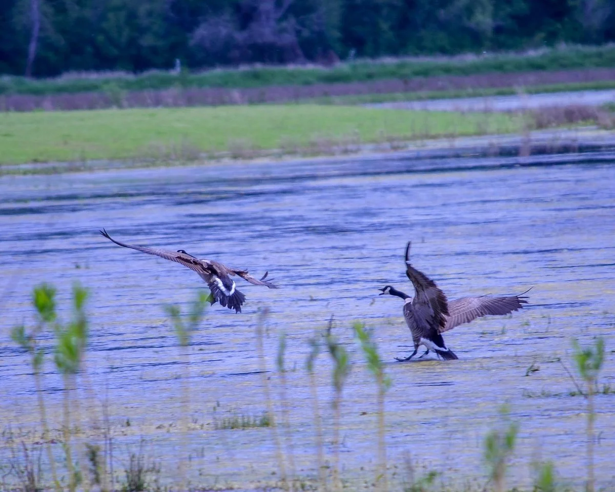 Jackson Bottom Wetlands Preserve