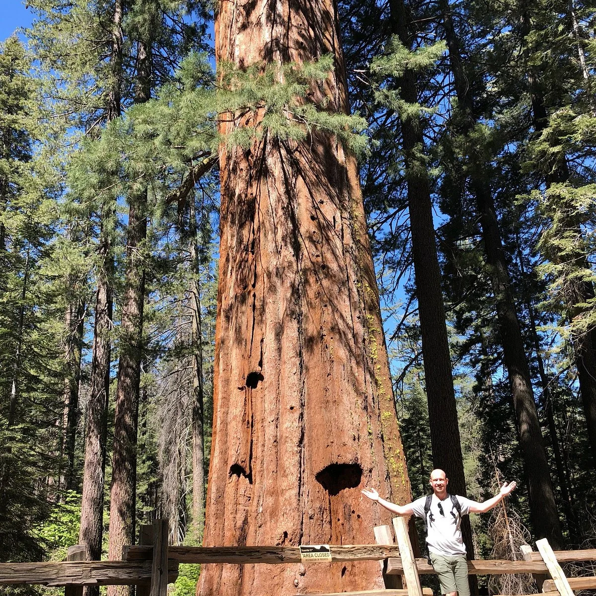 Tuolumne Grove of Giant Sequoias