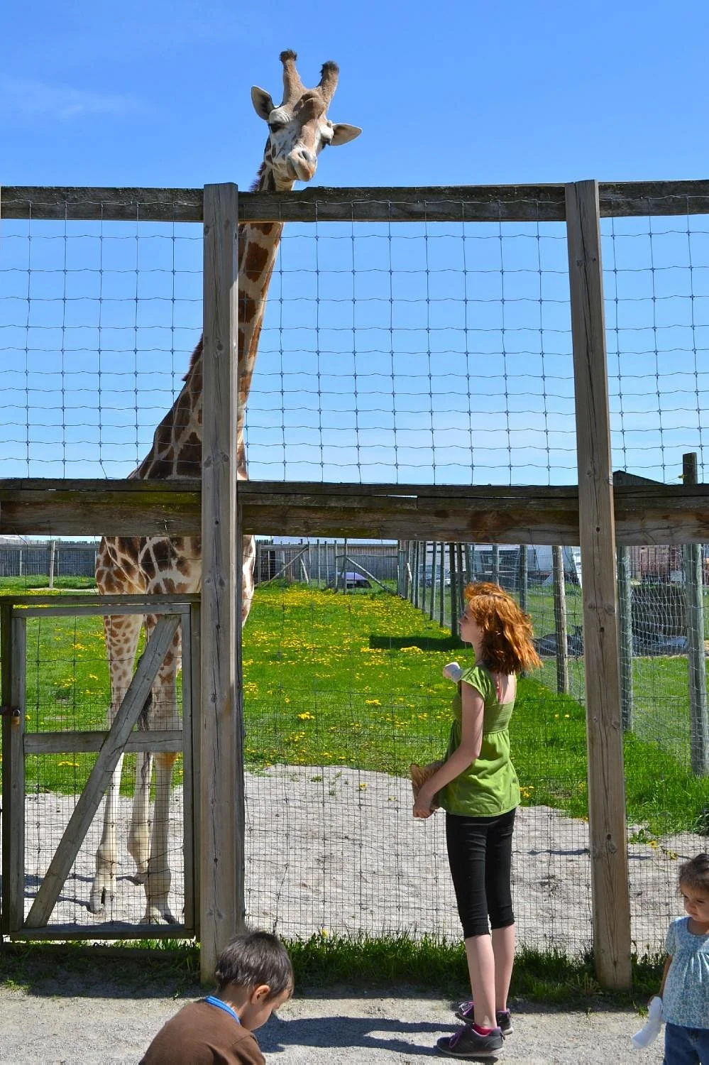 Elmvale Jungle Zoo