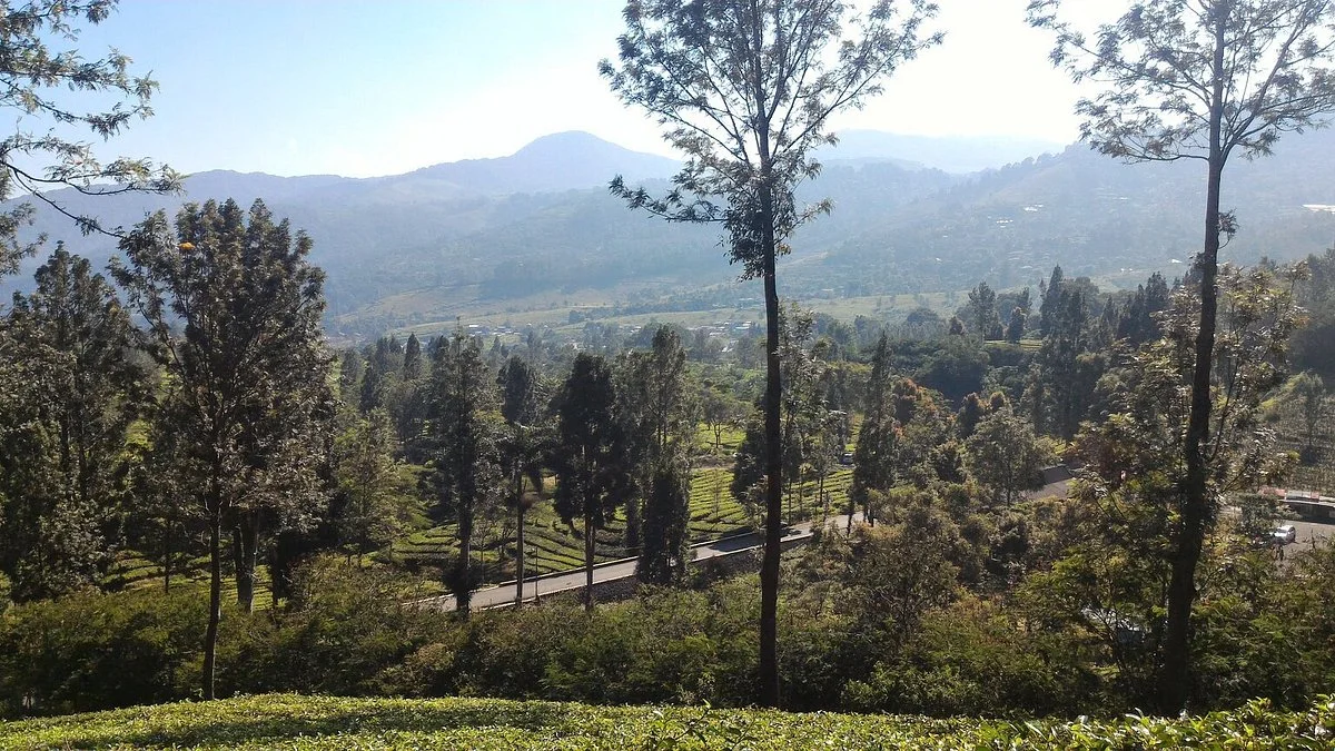 Agrowisata GUNUNG MAS Kebun Teh Walini