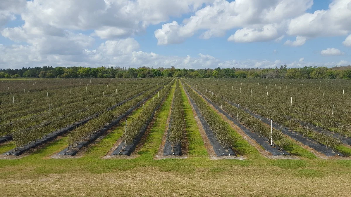 Double C Bar Ranch Blueberries