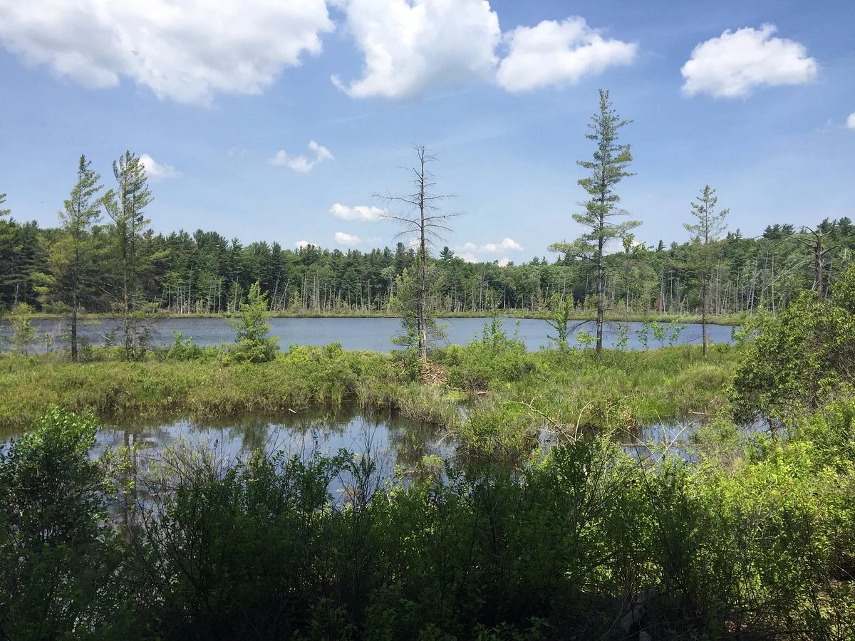 Emmons Pond Bog
